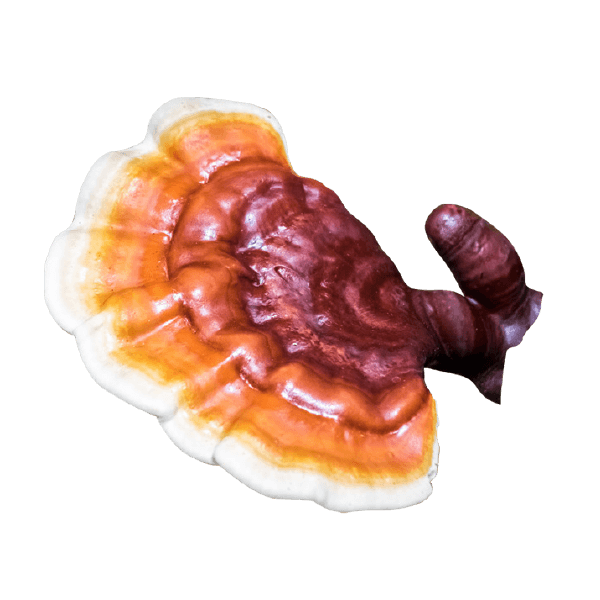 Reishi