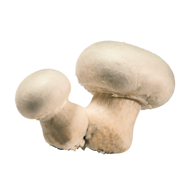 Champignon