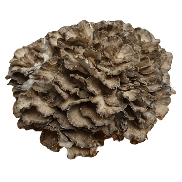 Maitake